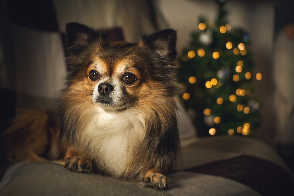 So feierst du Weihnachten mit deinem Hund richtig!