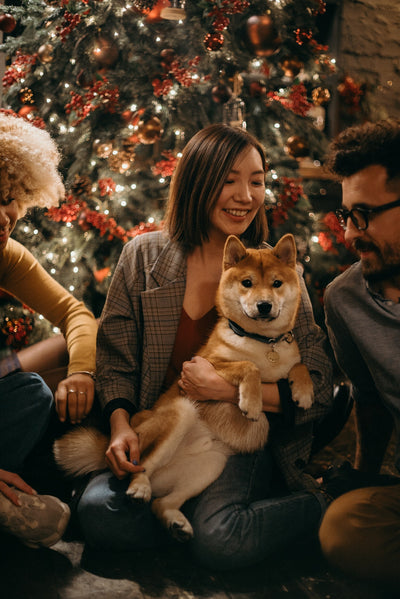 Weihnachten mit Haustieren - Worauf muss ich achten?